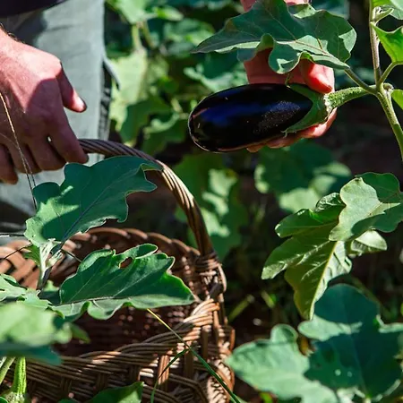 Hotell Experience - Relais Il Termine Elba